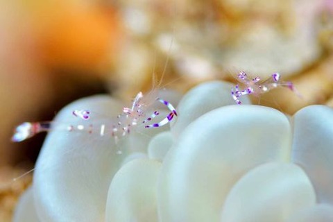 アカホシカクレエビ