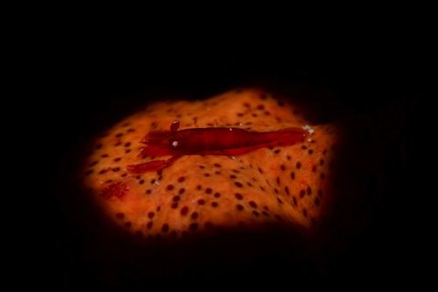 ヒトデヤドリエビ