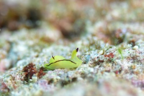 オレンジウミコチョウ