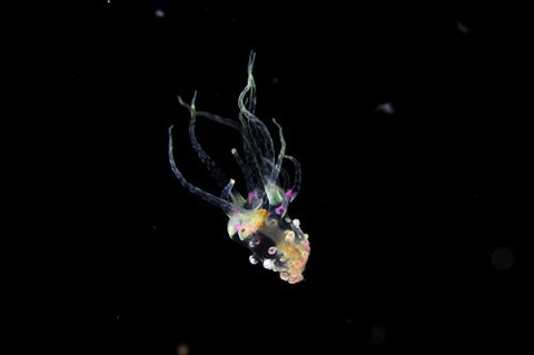 刺激的な水中生物