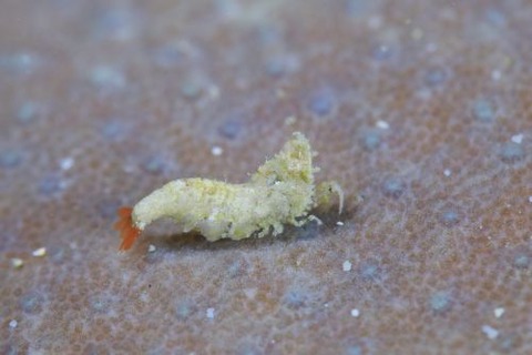 Thorella sp.