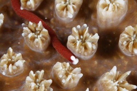 チンヨウジウオ