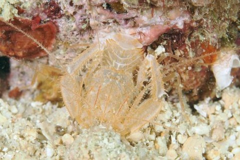 サンゴヒメエビ