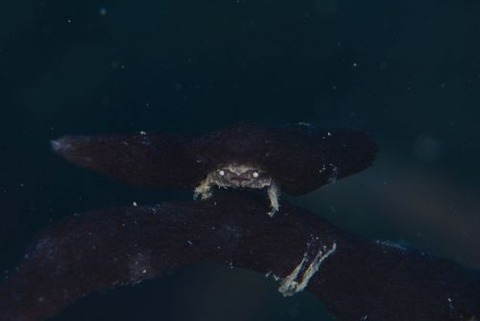 シカクイソカイカムリ