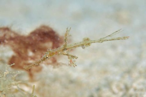 ホソフウライウオ