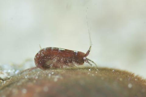 ヨコエビのなかま