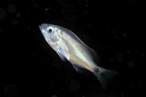 刺激的な水中生物