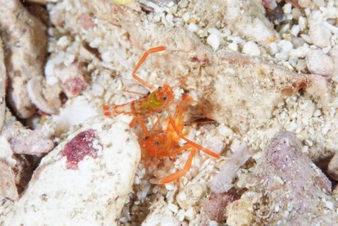 スベスベオトヒメエビ属の1種