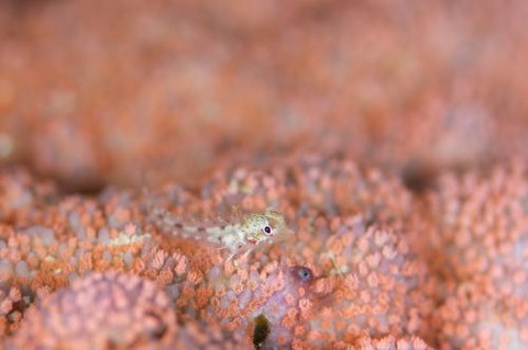 ヘビギンポ科の1種