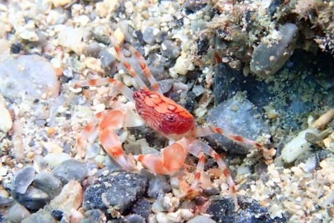 マルバガニ属の1種