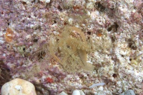 ミクロプロステマ・プルミコールネ