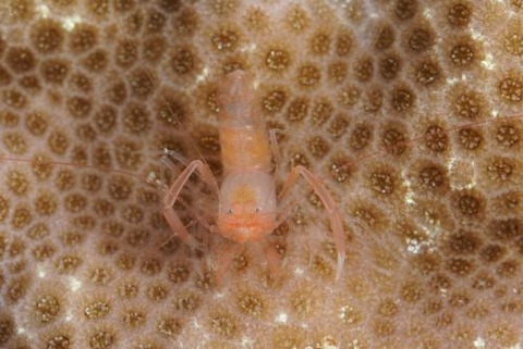 ベニマトイサンゴヒメエビ