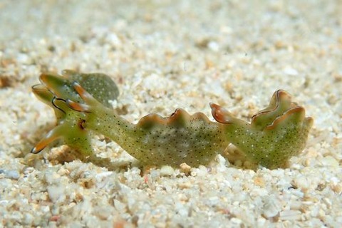 コノハミドリガイ