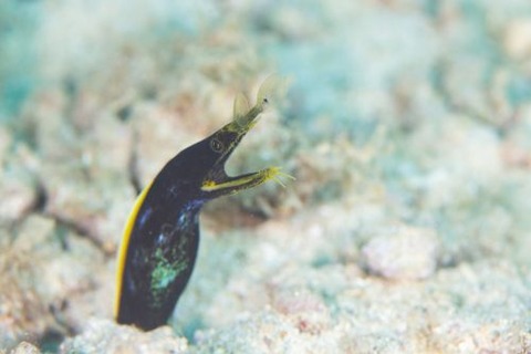 ハナヒゲウツボ