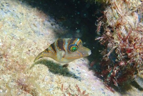 ハナキンチャクフグ