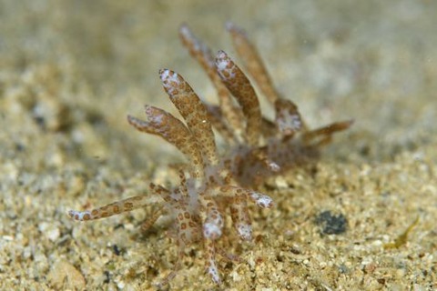 オオコノハミノウミウシ