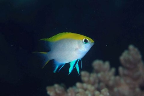 クロスズメダイ