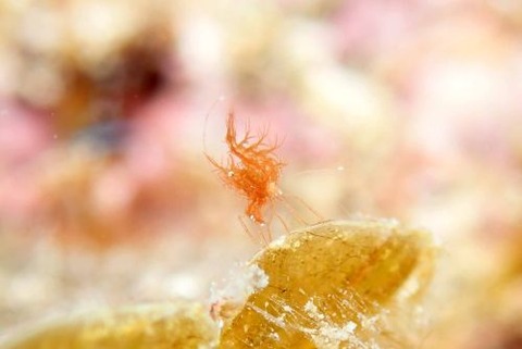 フィコカリス・シムランス