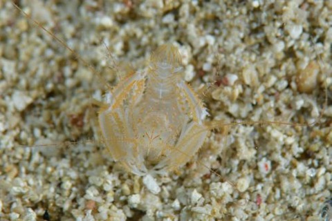 サンゴヒメエビ