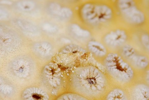 カクレモエビ属の1種