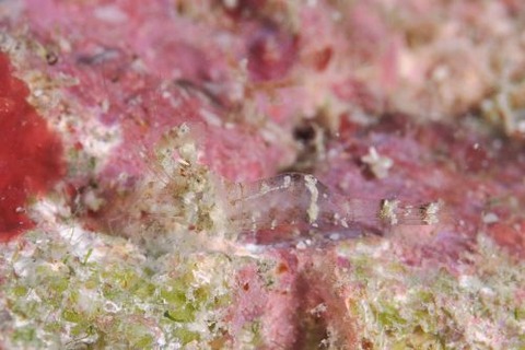 ヒメサンゴモエビ