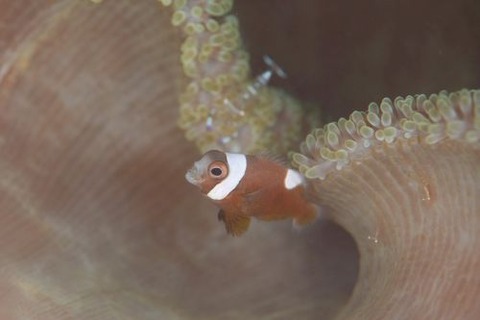 トウアカクマノミ