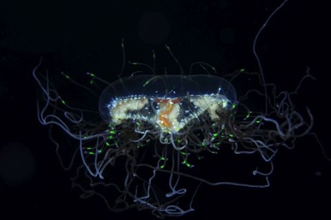 デイゴハナガサクラゲ