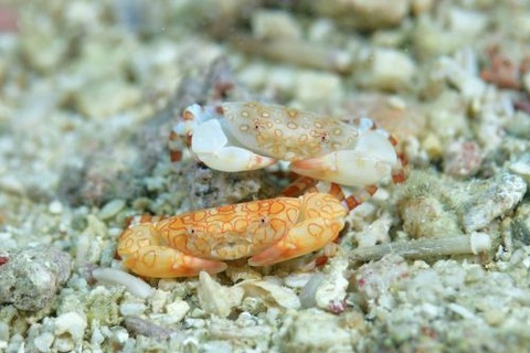 オウギガニ科の1種