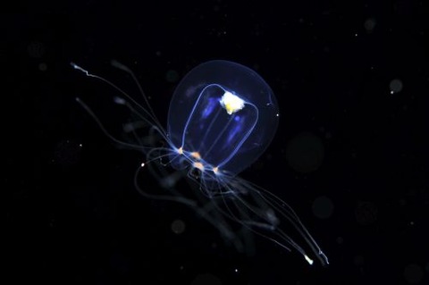 刺激的な水中生物