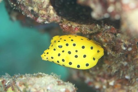 ミナミハコフグ