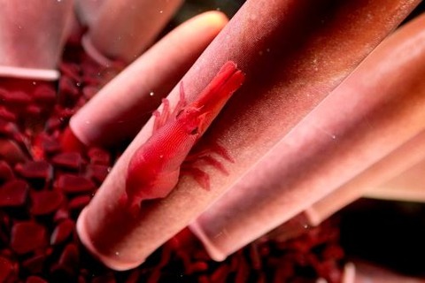 パイプウニエビ