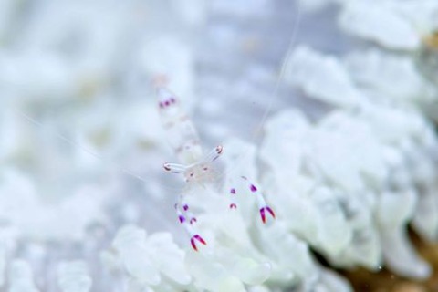 アカホシカクレエビ