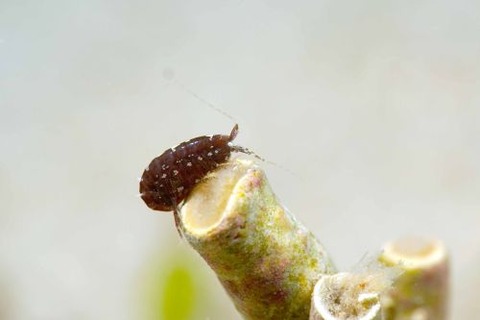 ヨコエビのなかま