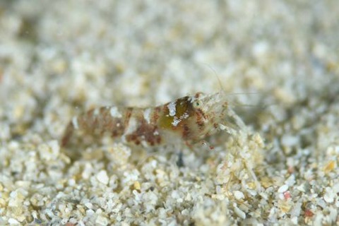 ヤドリエビモドキ