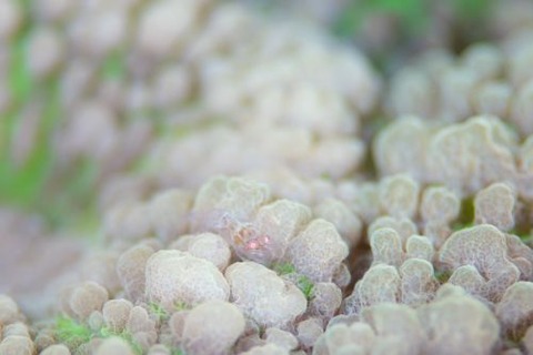 ワライヤドリエビ