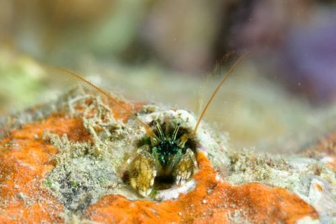 カンザシヤドカリ属の1種