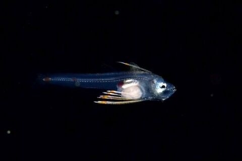 刺激的な水中生物