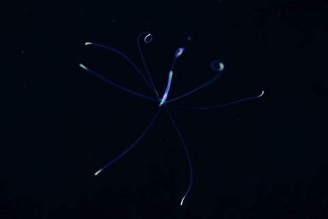 刺激的な水中生物