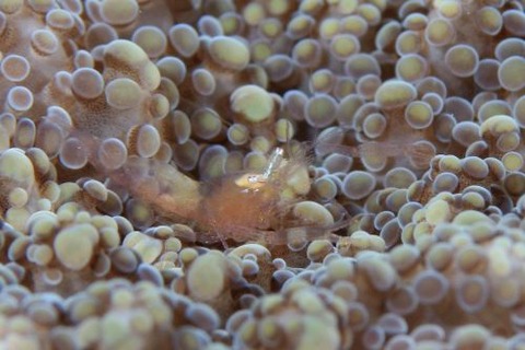 ウィル・エウフィリウス