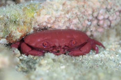 オウギガニ科の1種