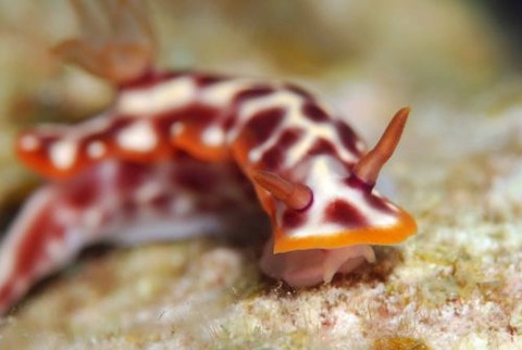 サビウライロウミウシ