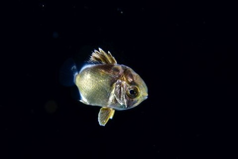 刺激的な水中生物