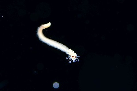 刺激的な水中生物