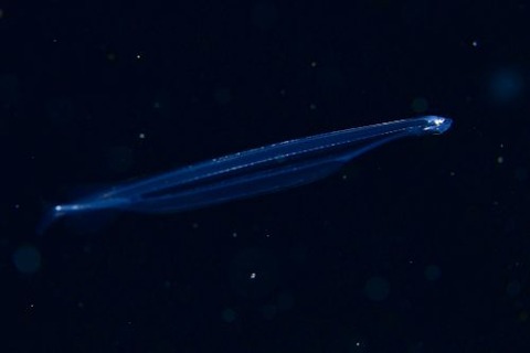 刺激的な水中生物