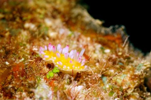 イガグリウミウシ