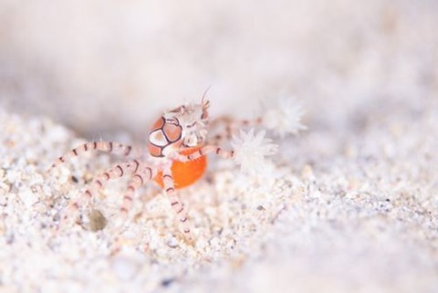 キンチャクガニ