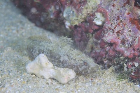 ズングリハゼ