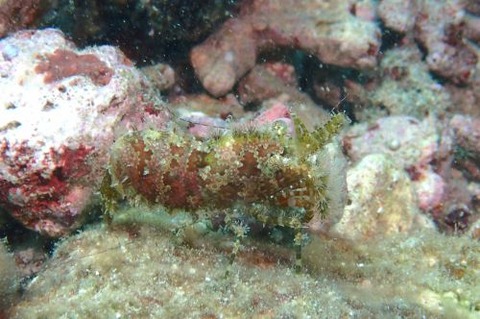 フシウデサンゴモエビ