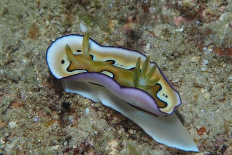 シラナミイロウミウシ