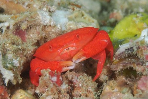 オウギガニ科の1種